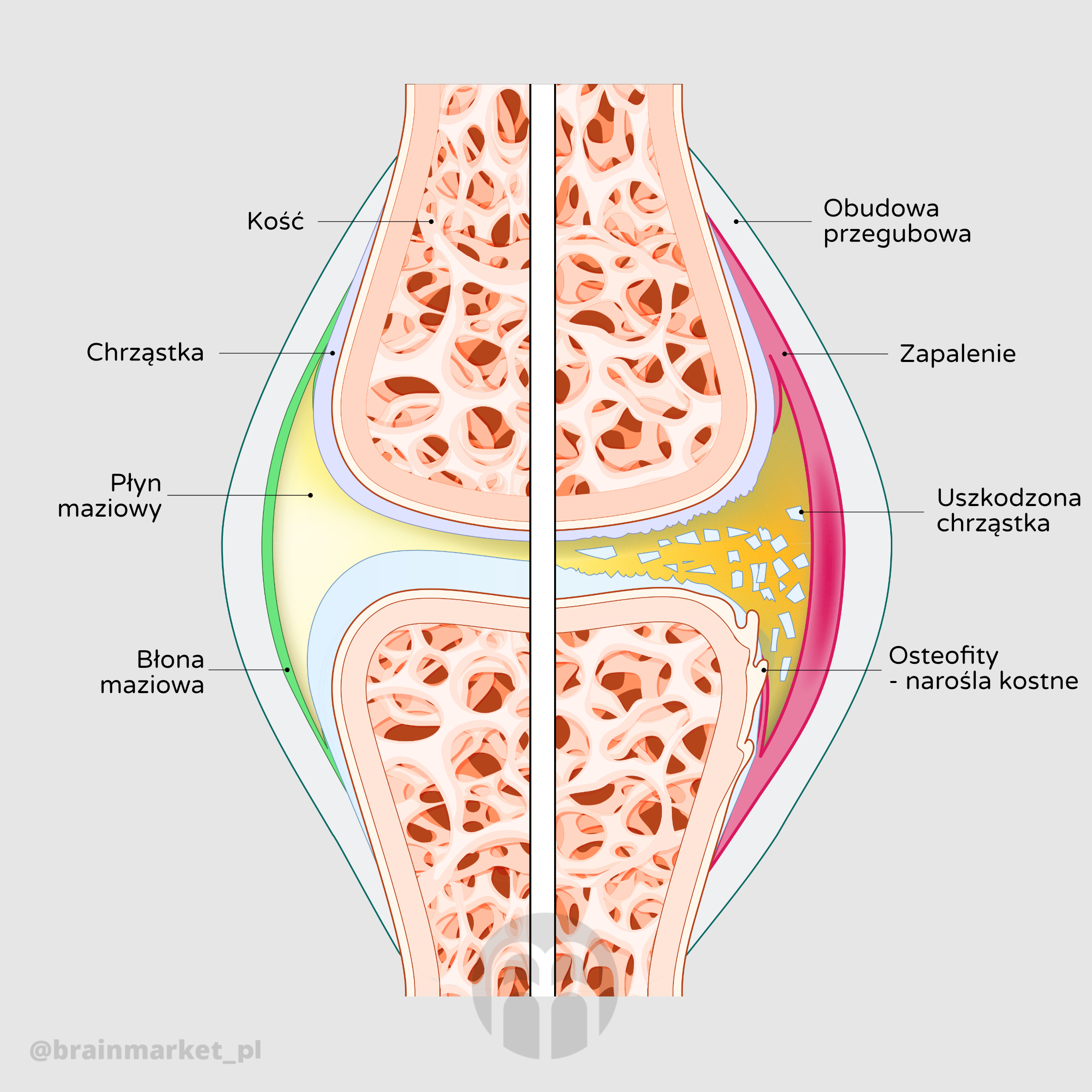 kloub_infografika_pl